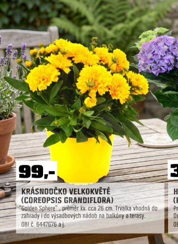 KRÁSNOOČKO VELKOKVĚTÉ (COREOPSIS GRANDIFLORA)