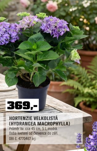 HORTENZIE VELKOLISTÁ (HYDRANGEA MACROPHYLLA)