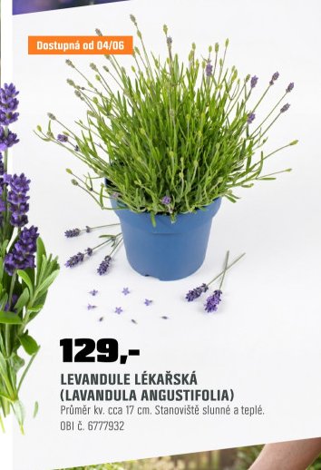 LEVANDULE LÉKAŘSKÁ (LAVANDULA ANGUSTIFOLIA)