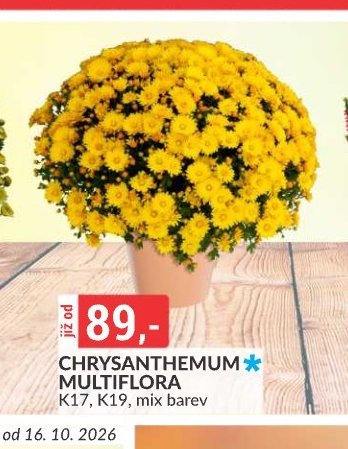 CHRYSANTHEMUM MULTIFLORA