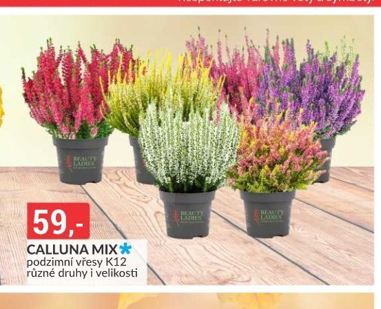 CALLUNA MIX